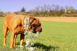 Plantas podem ser um grande perigo à saúde de seu pet