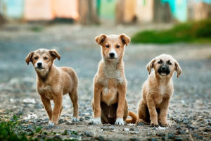 Projeto do Senado cria o marco regulatório dos animais de estimação