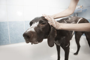 Dicas para dar banho em casa no seu cão em tempos de quarentena